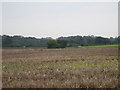 Across stubble to woodland, north of Beccles in Beccles & Worlingham Ward