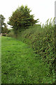 Hedge near Chew Magna in BS40 8RS