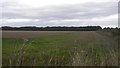 Field on the edge of Amble in NE65 0GB