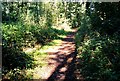 Woodland path, Deadwater Valley LNR, Bordon, Hampshire - 170918 in GU35 9RG