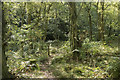 A path through the woods in ST10 2JS