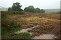 Field near Chiverstone Farm in EX6 8NL