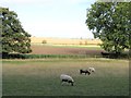 Sheep grazing at Little Danby Hall in DL6 2NR