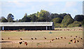 Chicken Run at Wawcott Farm in RG17 9SB