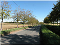 Tree-lined road near Great Thurlow in CB9 7LF