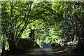 Evening light filtering through trees at Dazel Farm in SP5 2DW