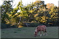 Pony in evening shadows on edge of Plaitford Common in SP5 2AZ