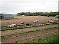Pigs  meeting  around  a  muddy  wallow in IP24 2RY