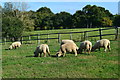 Sheep grazing at Melchet Park in SO51 6GN
