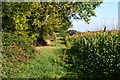 Path along edge of sweetcorn field in SP5 2QZ