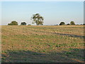 Fields in evening sunlight in Kexby