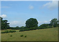 Grazing near Borwick in Borwick