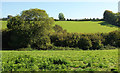 Fields near Hoyle Copse in TQ9 6TF
