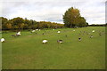 Geese grazing beside the River Thames in RG4 5BQ