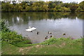 Swans and Mallards on the Thames in RG4 5BQ