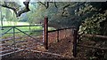 Corner by Hall Plantation, Thorney in Thorney