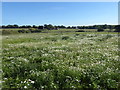 Field of wild flowers at Edgware Bury in WD6 3RG