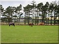 Grazing horses in AB39 2TT