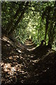 Ancient track between Knapp Farm and Alfrick in WR6 5HP