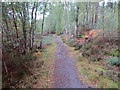 Footpath beside Black Water in Contin Forest in IV14 9EL