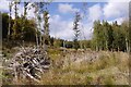 Clear felled area, Duns Wood in Berwickshire