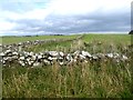 Fields and stone walls at Low Clachanmore in DG9 9PJ