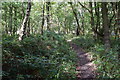 Path through Stocksmoor common. in WF4 4JQ