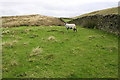 Sheep on grass moorland above Millthrop in Sedbergh and Kirkby Lonsdale Ward