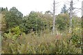 Woodland above Dalgonar Linn in DG2 0UL