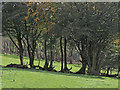 Mature trees and pasture east of Llanfair Clydogau, Ceredigion in SA48 8LJ