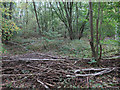 Coppicing in Waresley Wood in SG19 3BN