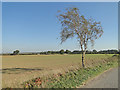 Young Silver Birch beside the A1067, Fakenham Road in NR20 4QN