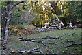 Fallen branches, near Rufus Stone in SO43 7HN