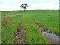 Tree on a former field boundary in CA16 6EH