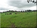 Herd of cattle, Bleatarn in CA16 6PX