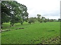 Trees along a tiny tributary of the River Eden in CA16 6PX