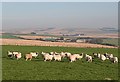 Sheep at Law of Balgreen in AB53 5RY