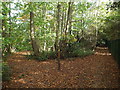 Paths in the woods near Sevenoaks in TN14 6HP