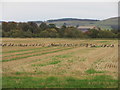 Geese in a field in PH12 8RA