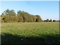 Farmland, east of Puxton Lane in BS24 6SE