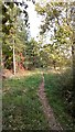 Narrow Trail at Forest Margin in IP28 6HA