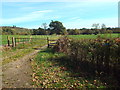 Footpath through a field near Sevenoaks Weald in TN14 6LY