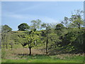Wooded bank at Ballygrant in PA45 7QR