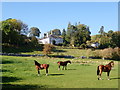 Grazing horses near Eyarth Hall in LL15 2PA