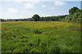 Buttercup field at Boothstown in M28 1XL