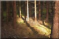 Sunlit forest near Balloch in IV2 7JT