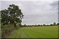 Oak tree alongside the Essex Way in CM5 9GW