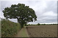 Hedge, oak tree, grass verge, and ploughed field in CM1 2DQ