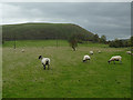 Sheep near Worston (1) in Worston