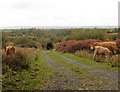 Cattle on Hares Down in EX36 4SB